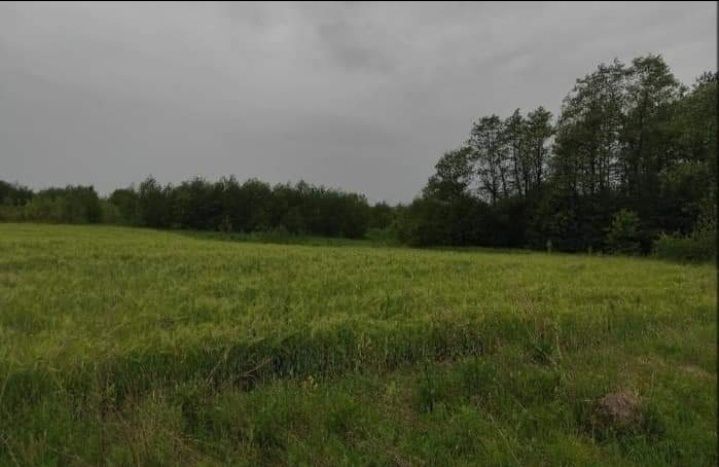 ПРОДАМ велику приватизовану ЗЕМЕЛЬНУ ДІЛЯНКУ в с. Холявки. Біля Ніжина