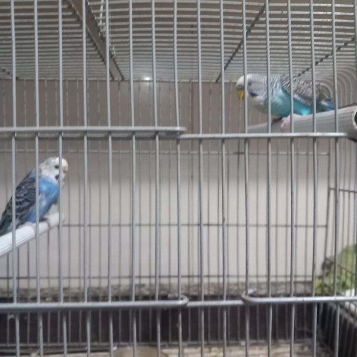 Casal de periquitos  asas negra