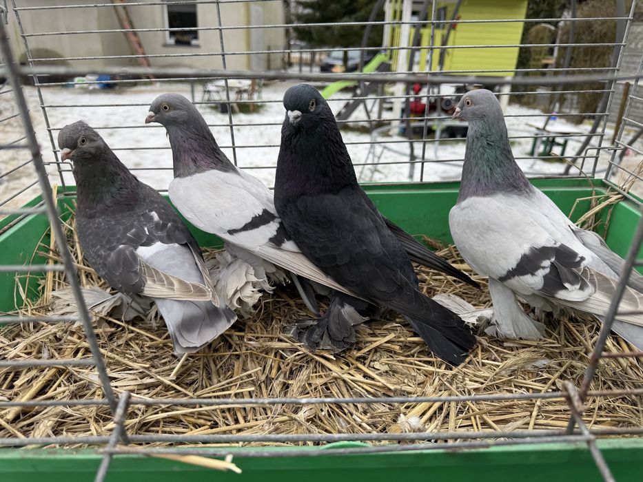 Agarany (bije kaukazy)