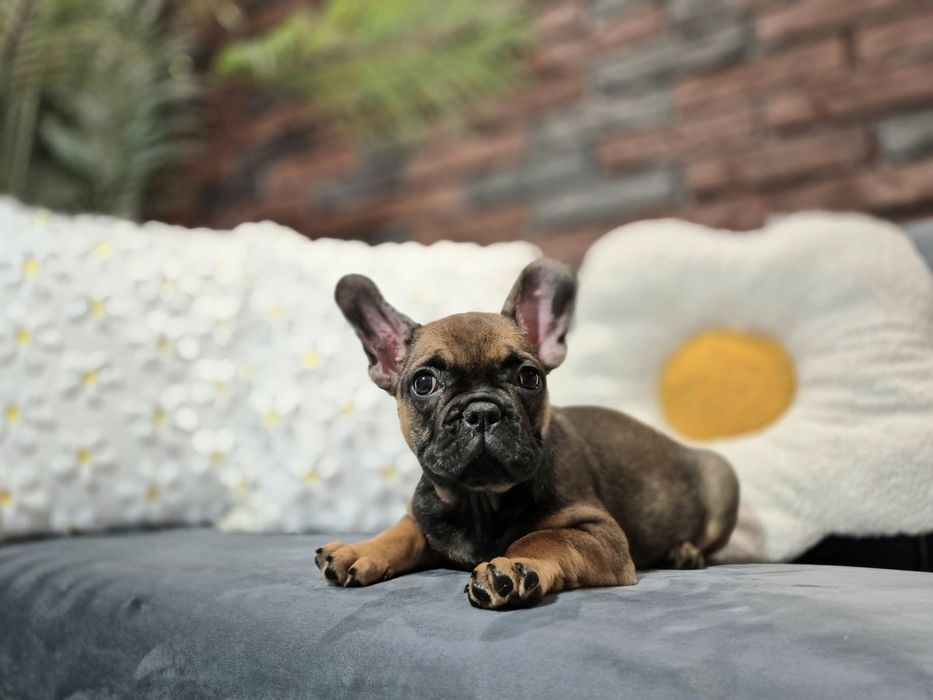 dziewczynka buldog francuski gotowa do odbioru