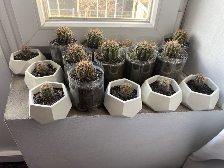 Кактус Echinopsis oxygona та Echinopsis eyriesii