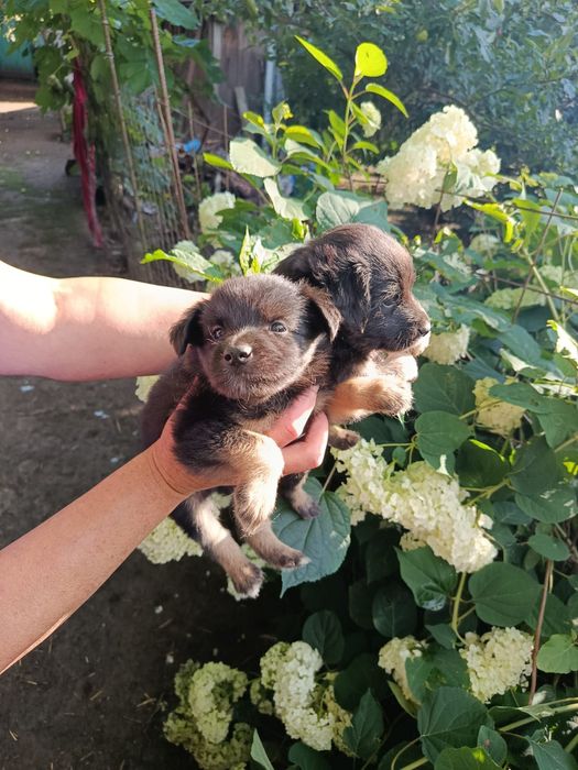 Цуценята в добрі руки