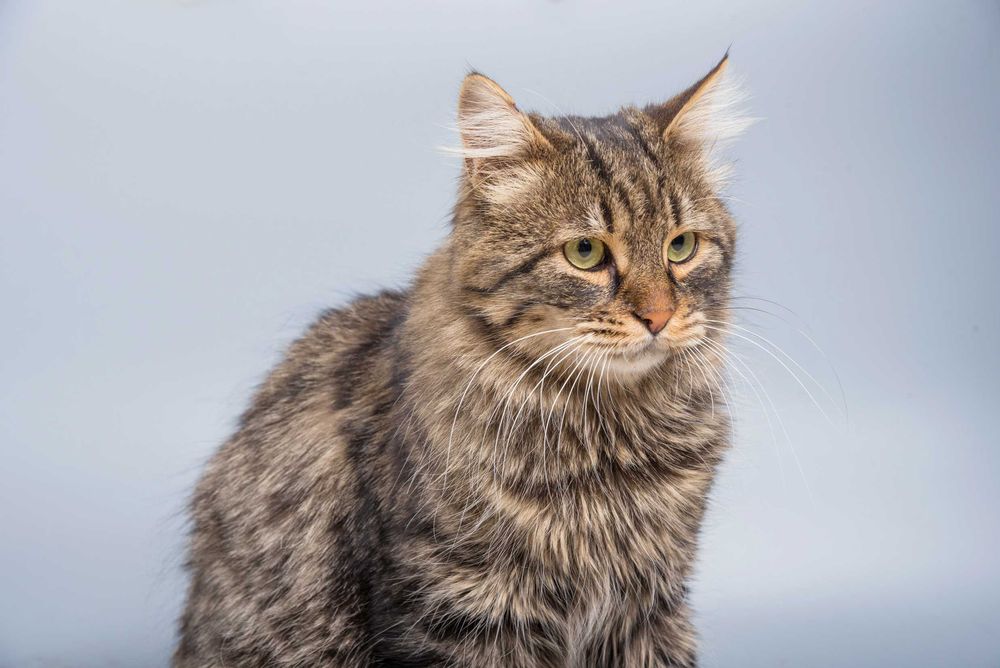 Ніжний котик, кот Грей 1 рік шукає сім’ю, стерилізован