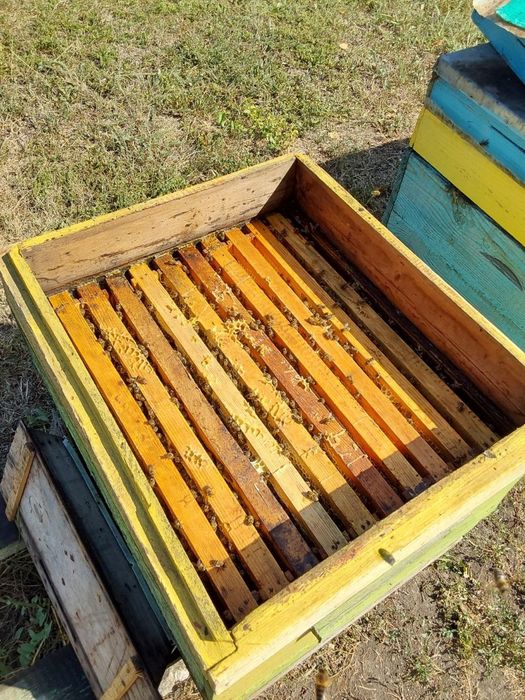 Продам   пасеку .