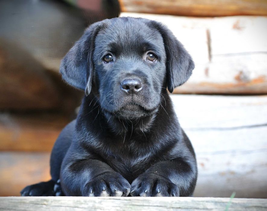 Wyjątkowy szczeniak Labrador Retriever FCI