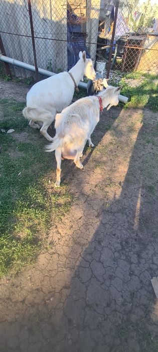 Дойні кози Зааненські