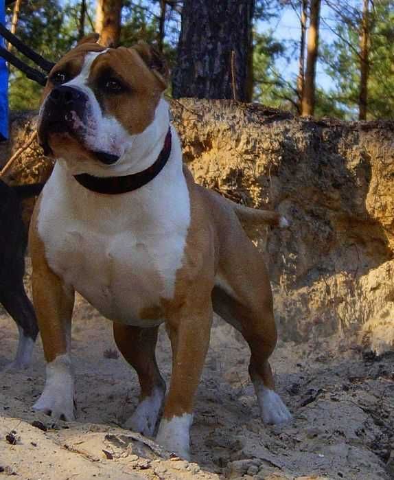 Płowy Goguś, cudny szczeniak Amstaff, z rodowodem FCI