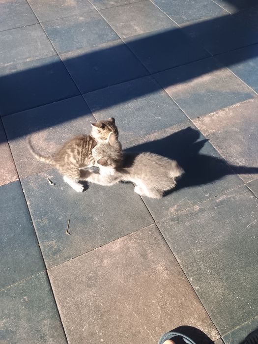 Кошенята. Безкоштовно