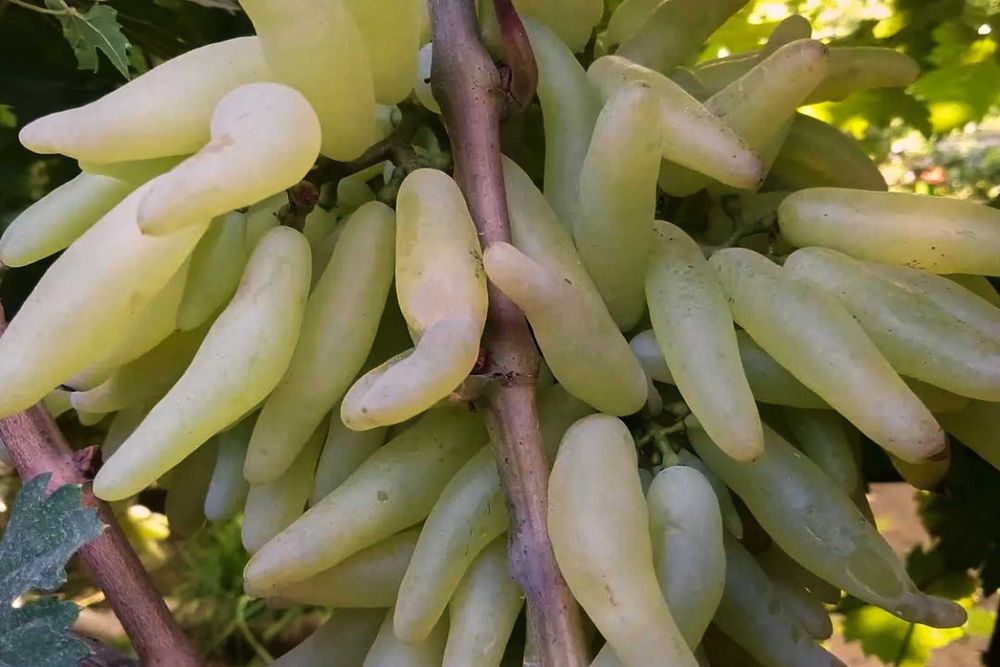 Azja, sadzonki winorośli, winogron deserowy