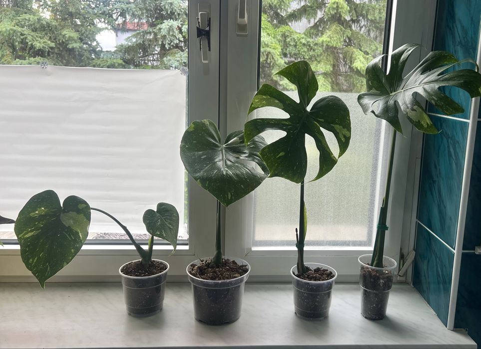 philodendron splendid, monstera, alokazja