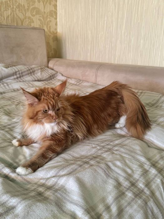 Кошенята мейн-кун