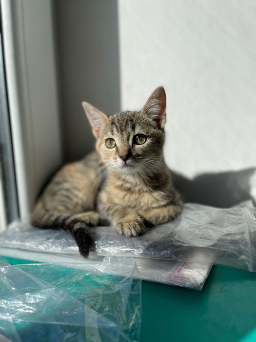 Котята котики отдам котенок девочка