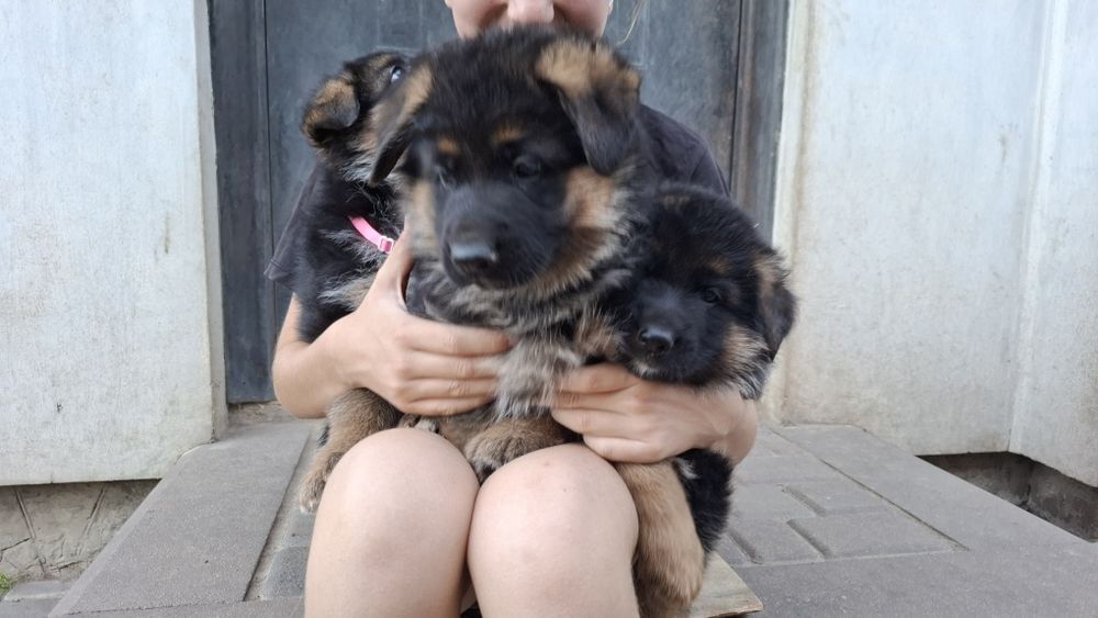 Цуценята німецької вівчарки
