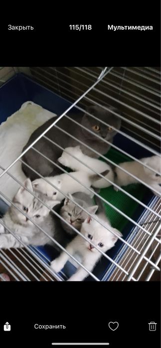 Вязка (кот). Серебристая шиншилла