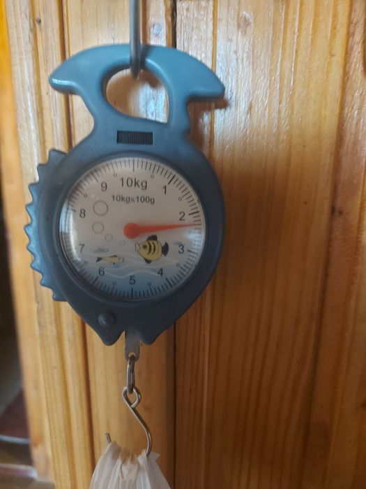 Ракушки гребінець