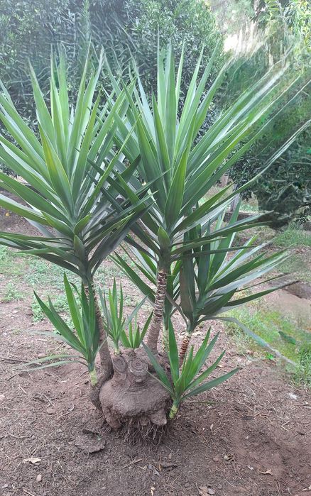 Fiteira para jardim