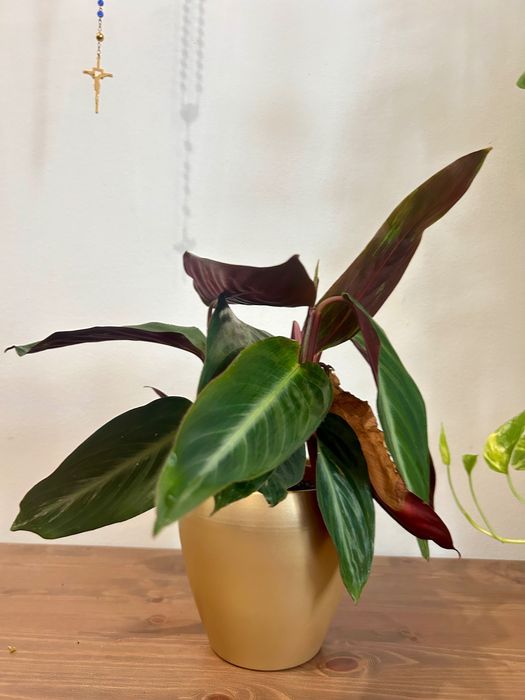 Planta natural + vaso de  cerâmica