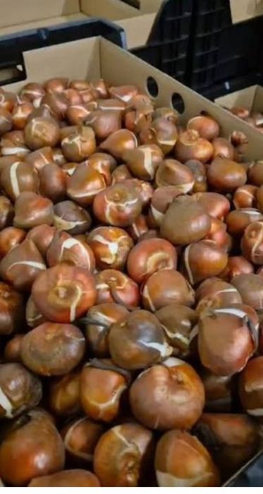 Цибулина тюльпану, гіацинту, крокус 2027