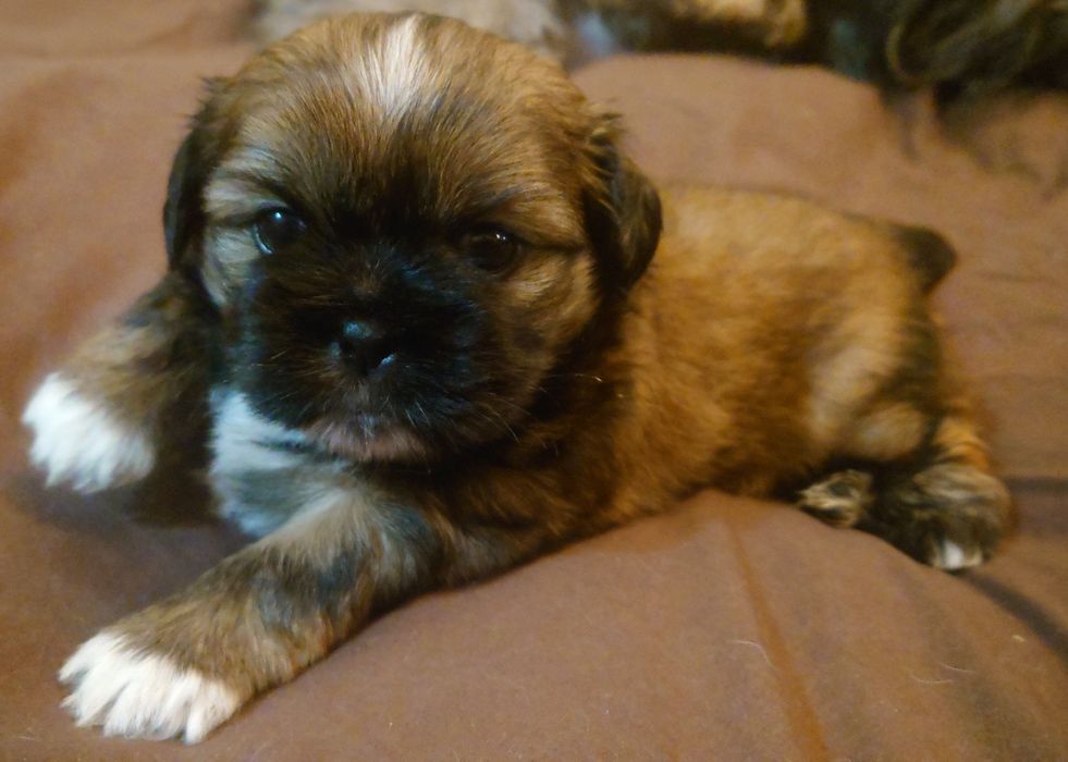 Щенки Ши-тцу, мальчик и девочка. Бронь