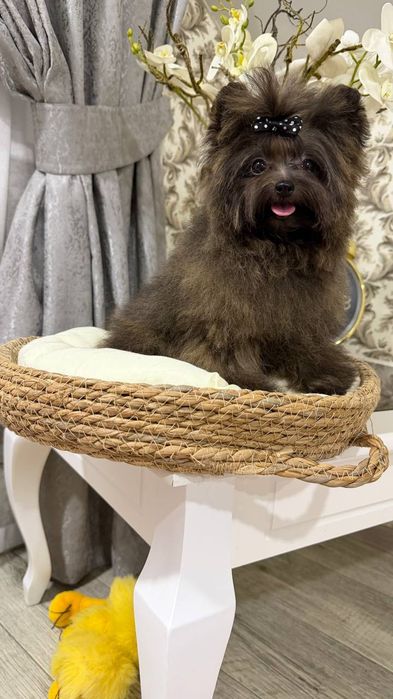 Девочка мальтипу мини 1 кг.