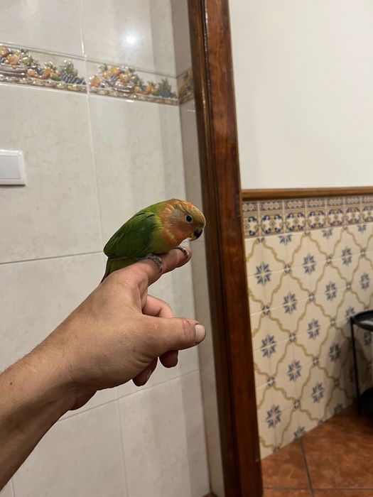 Agapornis domesticados muito meigos