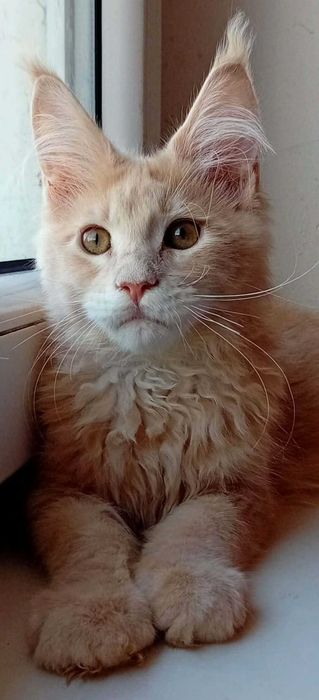Hodowlana kotka  Maine Coon z rodowodem