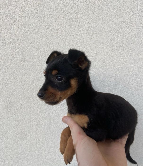 Pinscher femea top