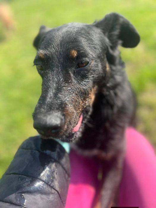 Odin do pilnej adopcji!