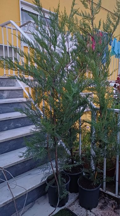 Ciprestes leylandes de crescimento  rápido