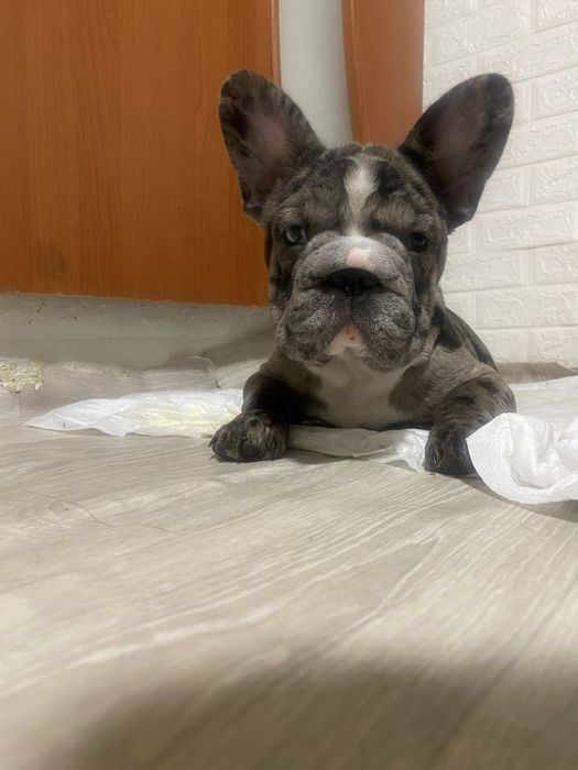 Біг роб (дівчинка)