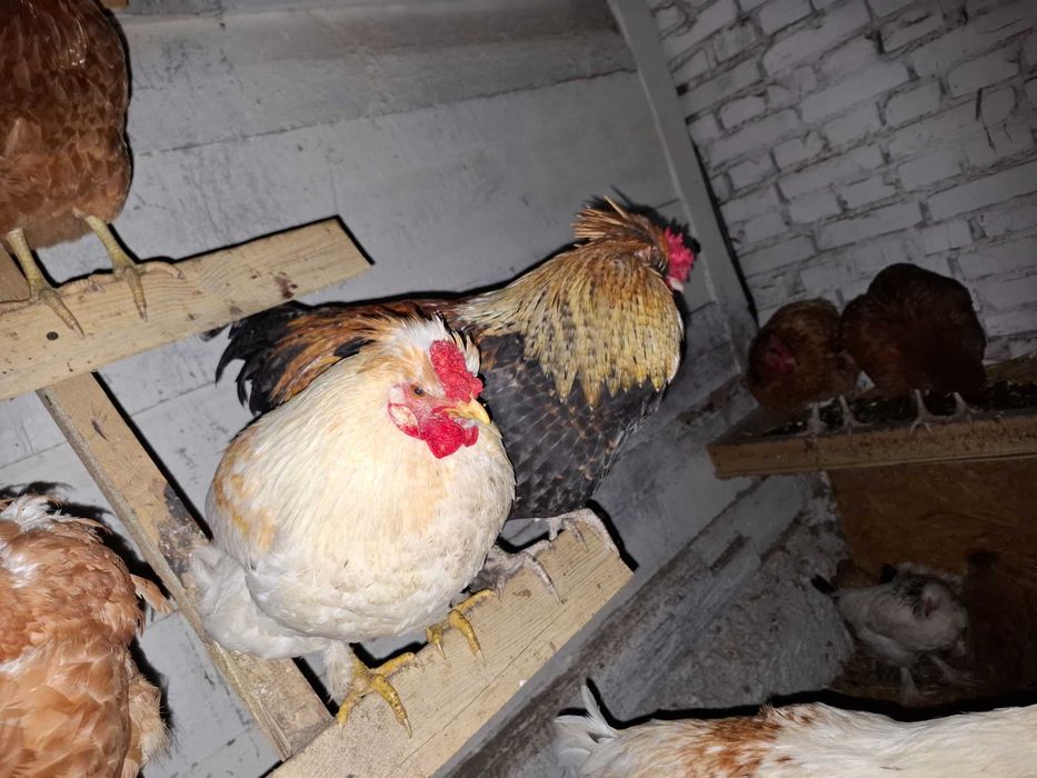 Sprzedam koguty z wiosny 2025 roku