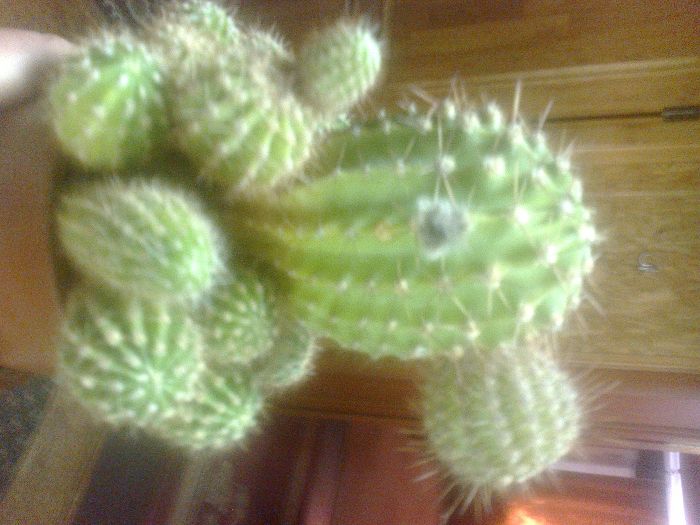 Кактусы новых горшках