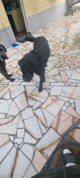 Cão  para adopção.