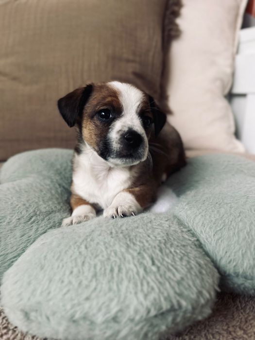 Malutki Tedi w typie Jack Russel Terier