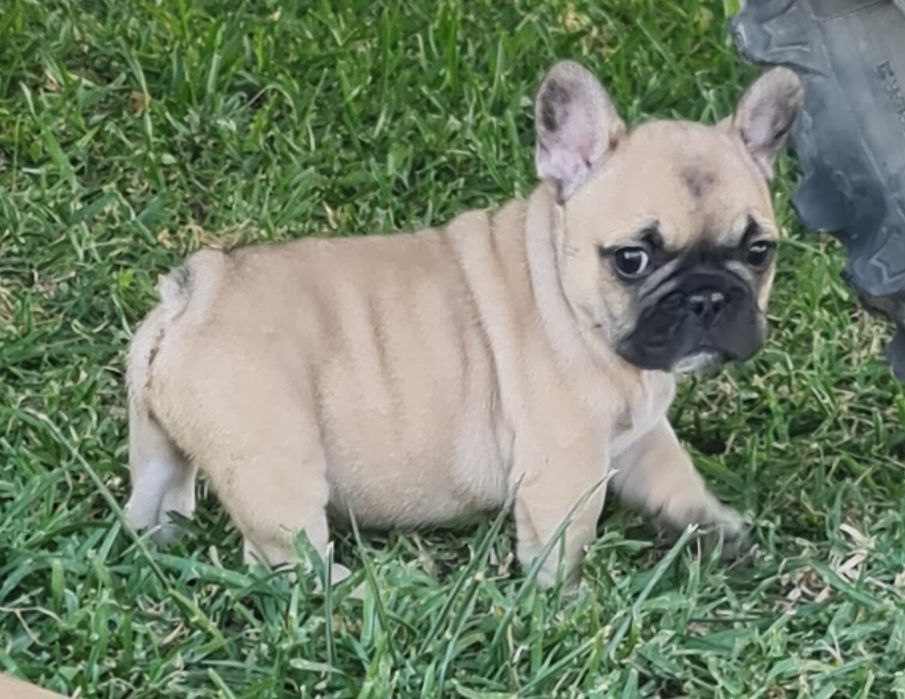 Bulldog Francês macho