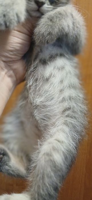 Віддам мишенят-котят .дуже смішні і грайливі.2 місяці