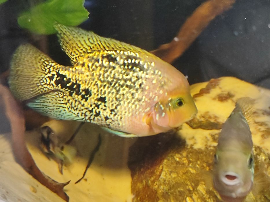 Pielęgnica wielobarwna  wysyłam (Vieja Synspila)