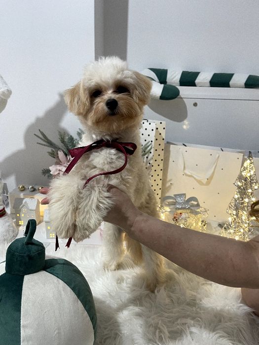 Помапу — Пухнасті принцеси хочуть до вас