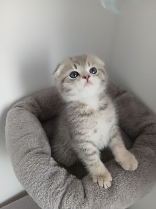 Scottish Fold Macho