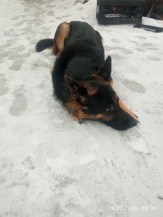 В'язка кобель , злучка