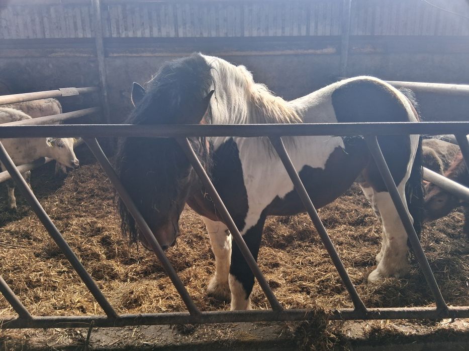 Ogier srokaty do krycia