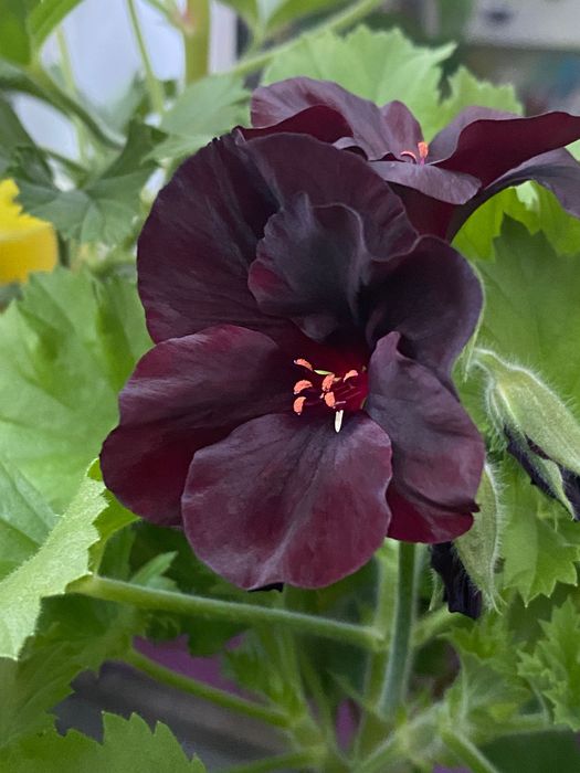 Бордово-чорна королівська пеларгонія