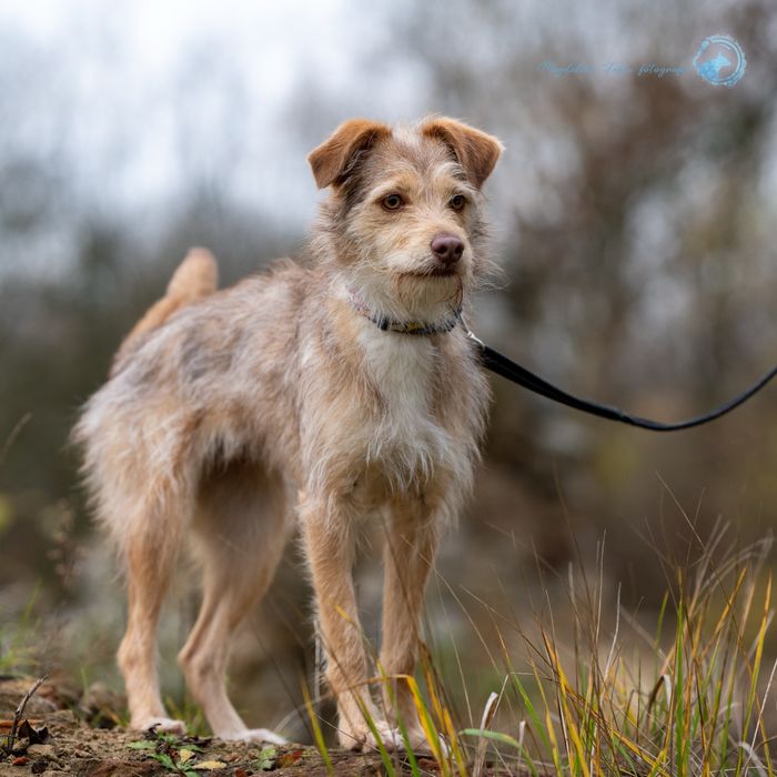 Sunia Viola szuka domu