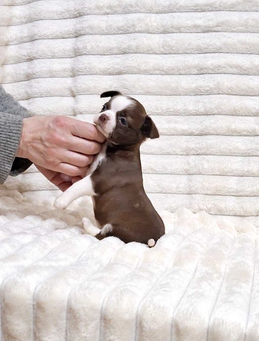 Шоколадная красавица.Полный пакет документов.