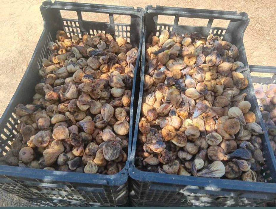 Figo seco para isco e para fermentação e produção de aguardente