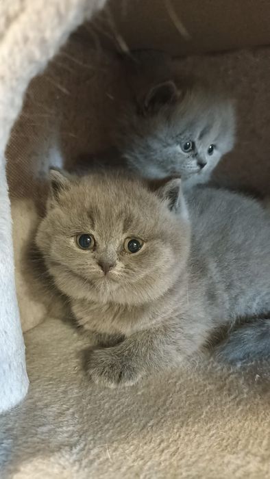 Kotka niebieska brytyjska