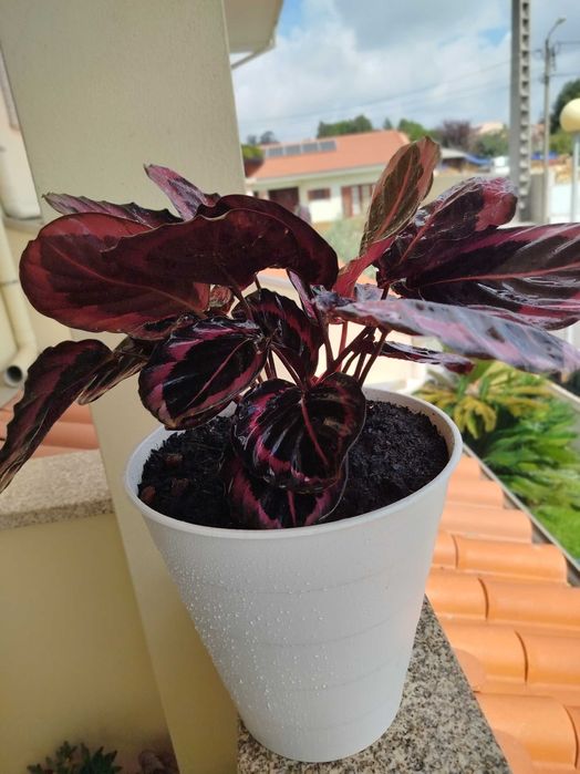 Planta Calathea em vasp