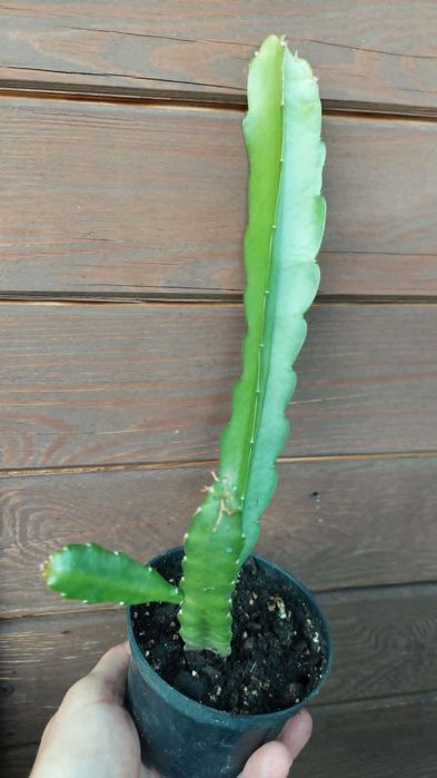 Epiphyllum Jennifer Ann. Geysza.