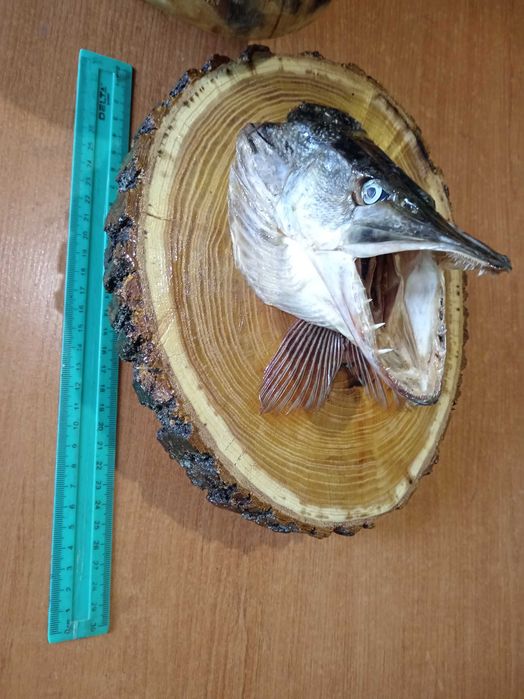 Чучело головы щуки.