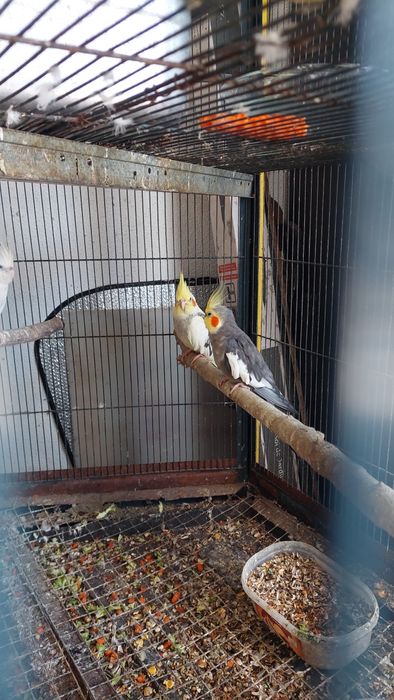 Casal caturras adulto